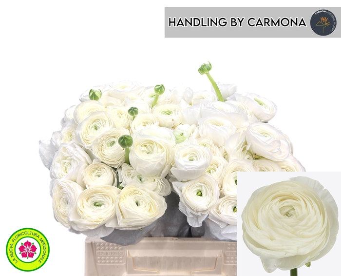 <h4>RAN SU NIVEO</h4>