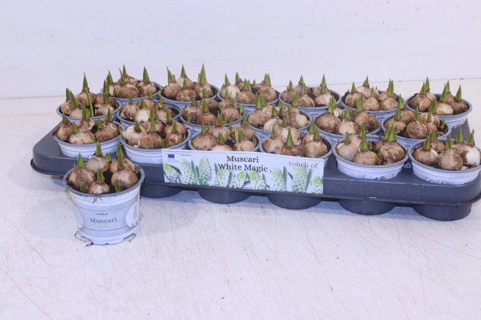 <h4>MUSCAR WHITE MAGIC</h4>