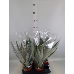 Ananas  'Champaca'