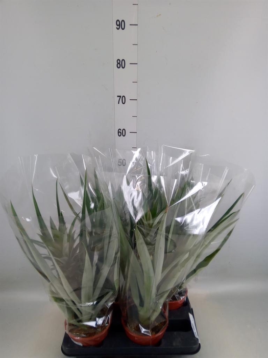 <h4>Ananas  'Champaca'</h4>