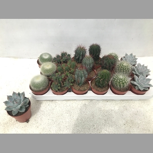 CACTUS + SUCCU GEM