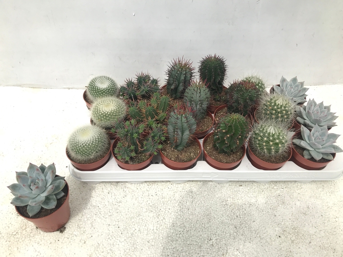 <h4>CACTUS + SUCCU GEM</h4>