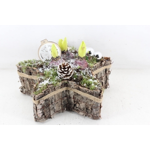 arr4 Hyacint JS - Boomschors ster