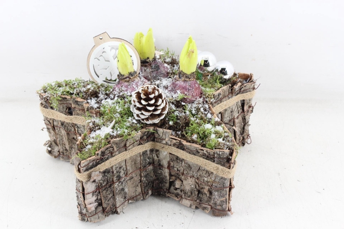 <h4>arr4 Hyacint JS - Boomschors ster</h4>