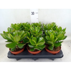 Crassula  'Magical Tree'