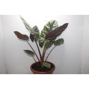 ALOCASIA RED SUMMIT P30