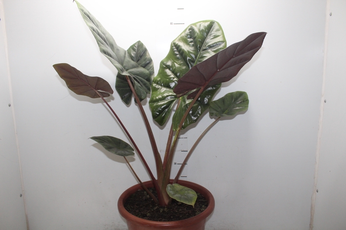 ALOCASIA RED SUMMIT P30
