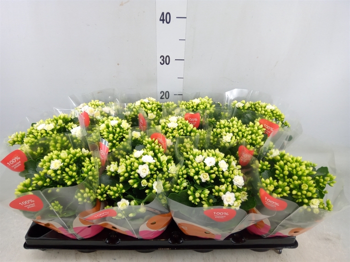 <h4>Kalanchoe  'RoseFlow Greta'</h4>