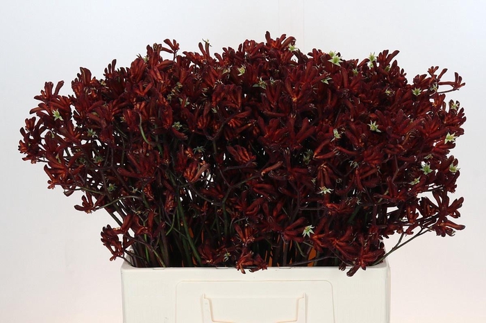 <h4>ANIGOZ BUSH RUBY</h4>