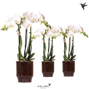 Kolibri Orchids Phalaenopsis white 3 spike in Classy pot brown