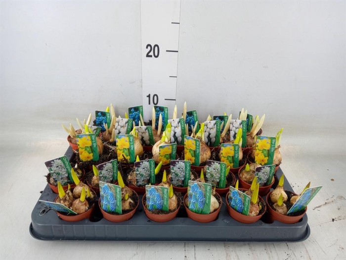 <h4>Bolbloemen   ...mix</h4>