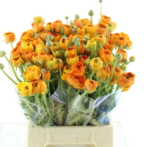 Ran Aazur Orange N L