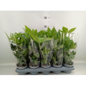 Fatsia japonica   ...