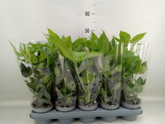 Fatsia japonica   ...