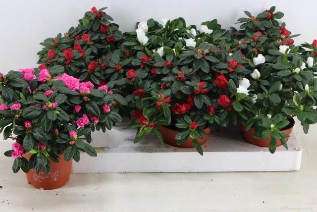 <h4>RHODO SI GEM</h4>