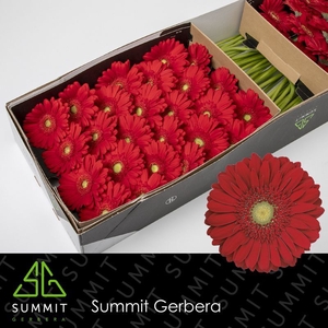 Gerbera Carambole Doos