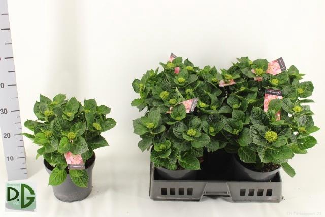 <h4>HYDR M ANDA</h4>