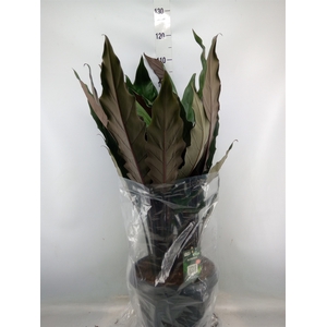 Alocasia lauterbachiana