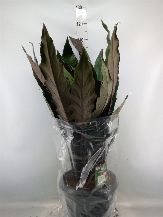 <h4>Alocasia lauterbachiana</h4>