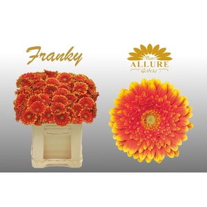 Gerbera mini 'Franky' fust 555