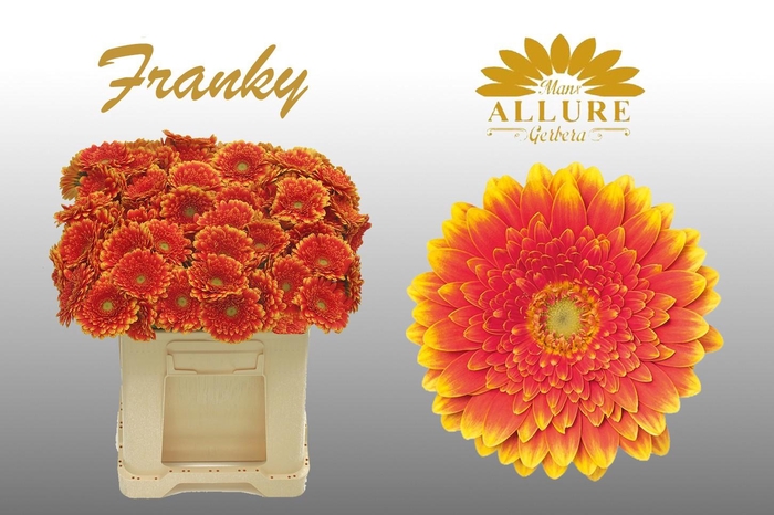 <h4>Gerbera mini 'Franky' fust 555</h4>