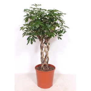 Schefflera arboricola 'Compacta'