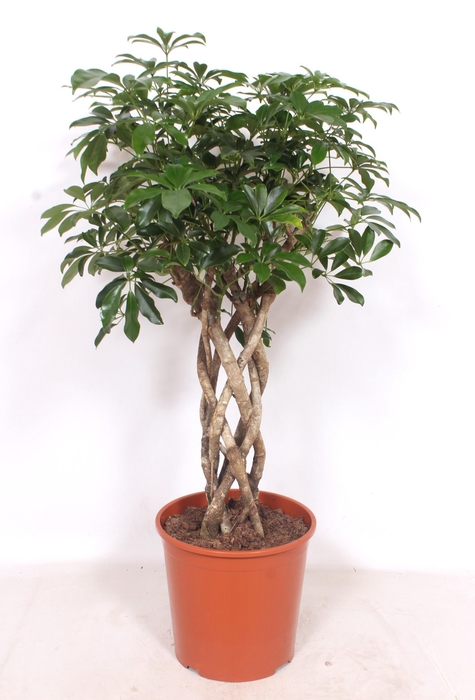 <h4>Schefflera arboricola 'Compacta'</h4>