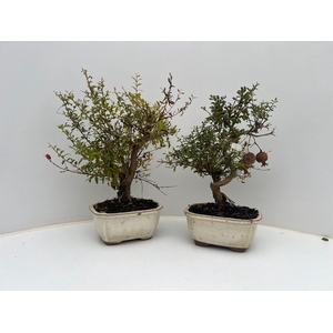 Bonsai