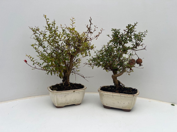 <h4>Bonsai</h4>
