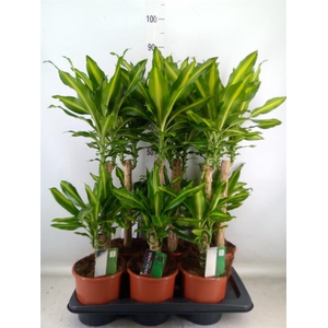 Dracaena frag. 'Mass Coast'