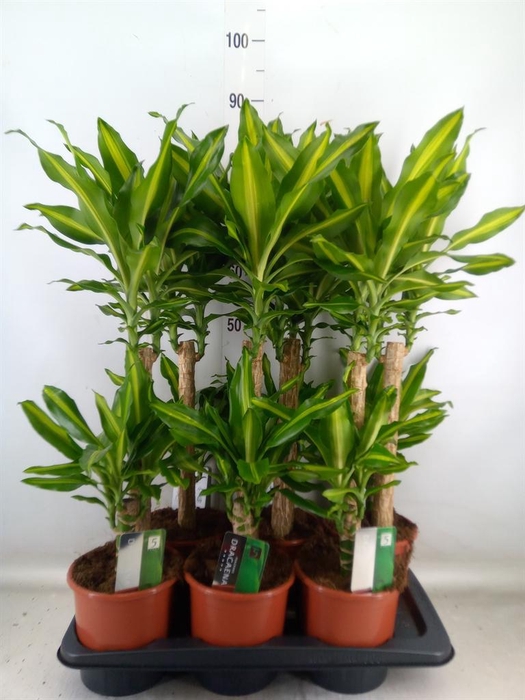<h4>Dracaena frag. 'Mass Coast'</h4>