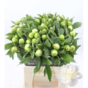 PAEO L DUCHES D NEMO