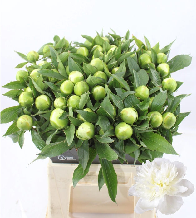 <h4>PAEO L DUCHES D NEMO</h4>