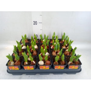 Tulipa DU 'Flamingo Baby'