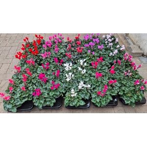 Cyclamen Super Serie XL Divers