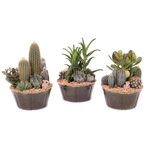 Cactus en succulent in plastic schaal 17 cm