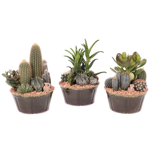 <h4>Cactus en succulent in plastic schaal 17 cm</h4>