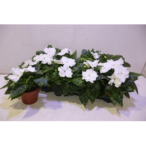 arr8 Impat Cp White