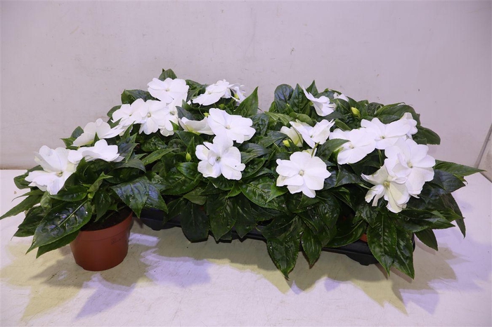 <h4>arr8 Impat Cp White</h4>