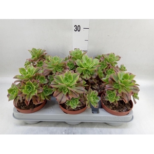 Aeonium   ...