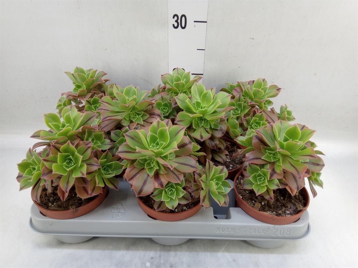 <h4>Aeonium   ...</h4>