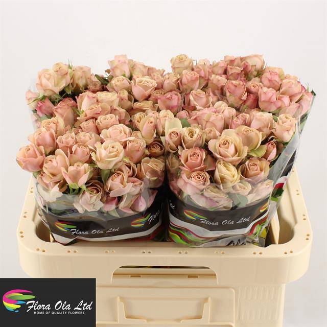 <h4>R Tr Destini Flora Ola</h4>