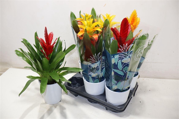 <h4>arr8 Brom Ov Gem In Keramiek</h4>