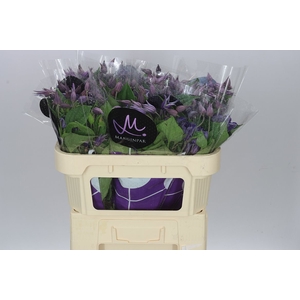 Clematis Blue Pirouette