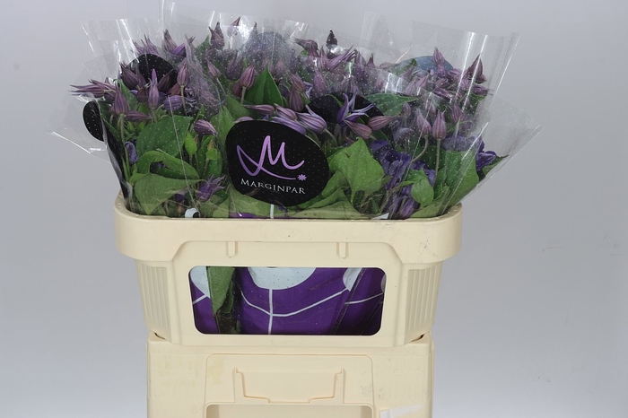 <h4>Clematis Blue Pirouette</h4>