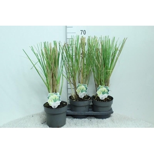 Cortaderia Selloana Pumila