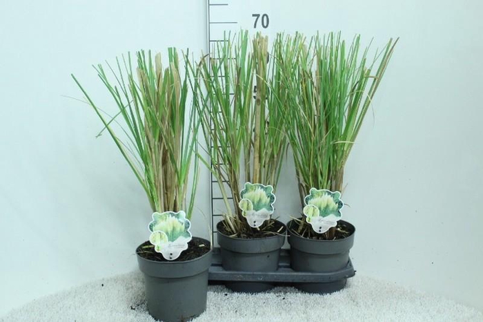 <h4>Cortaderia Selloana Pumila</h4>