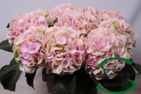 <h4>HYDR M CH VERENA CL</h4>