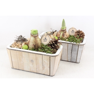 arr4 Amaryllis PL - Hout sienna rechth.