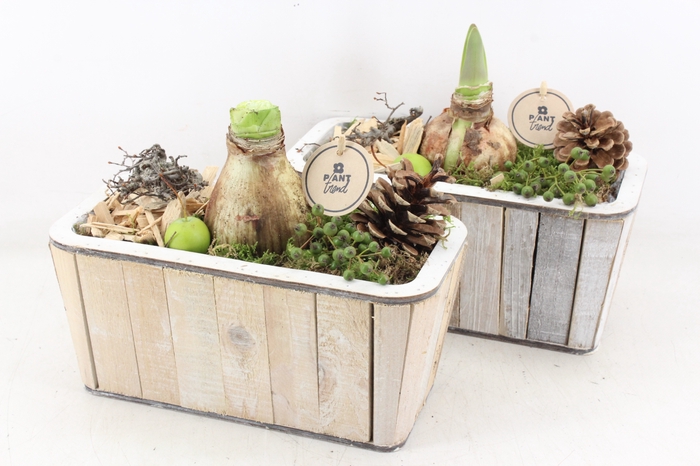 <h4>arr4 Amaryllis PL - Hout sienna rechth.</h4>